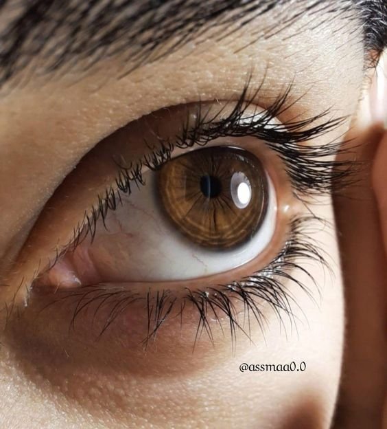 Want to Reduce Your Glaucoma as Well as Increase Your Eyelashes